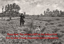 Dog Pointer English Grouse Hunting Pointing Hunter, Large 1890s Antique Print picture