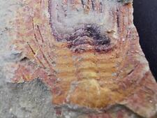 RARE FEZOUATA Fossil Trilobite. Selenopeltis gallica. Ordovician. Morocco. picture