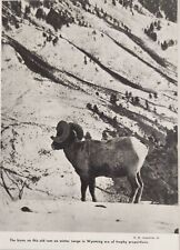 1942-43 Magazine Photo Old Bighorn Ram Sheep Trophy Horns Wyoming in Snow picture
