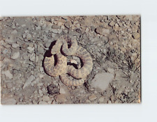 Postcard Prairie Tattler Rattle Snake picture