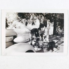 Kern River Camp Cooking Photo 1940s California Vintage Snapshot Camping CA A1581 picture