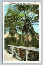 Fort Meyers FL, Scenic View, Cocoanut Palm Trees, Florida Vintage Postcard picture