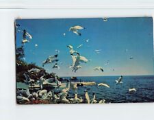 Postcard Seagulls Along the North Shore of Lake Superior picture