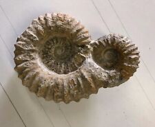 Fossil Ammonite sp. Commune, Ha Ha formation, Morocco - 280 mm - 6 Kg picture