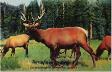 Postcard Last of the Roosevelt Elk Prairie Creek SP Elk Preserve California picture
