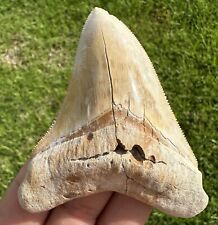 Large Old 3 3/4” Central Florida Mine Megalodon Shark Tooth Fossil High Color picture
