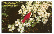 Cardinal OH Postcard Ohio State Bird picture