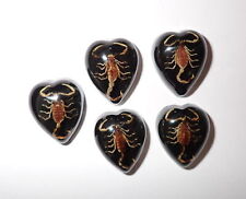 Insect Cabochon Golden Scorpion Heart 17x21 mm on Black Bottom 5 pieces Lot picture