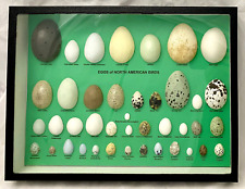 Bird Eggs of North America Replica Display Case Collection - Life Size Examples picture