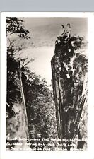 ROCK PALISADES devil's lake state park baraboo wi real photo postcard rppc picture