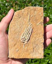 QUALITY Fossil Crinoid in Matrix Cymbiocrinus Alabama Bangor Limestone Formation picture