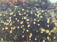 C 1940 A Florida Alamanda In Full Bloom Yellow Flower Bush Vintage Postcard picture