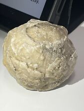 Fossilized Clam Shell - Calcite, Florida picture