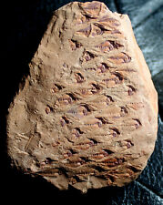 Lepidodendron sp - Nice Carboniferous bark picture