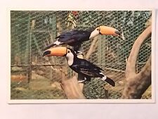 Toco Toucan San Diego Zoo Animal Color Series Postcard  picture