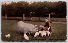 Animals~Seven Late Arrivals~Piglets & Sow~Farm Life In Canada~Vintage Postcard picture