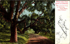 Where Oak Trees Grow California Santa Barbara Undivided Back 1906 Postcard  picture