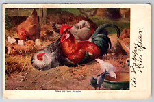 c1910s King of the Flock Rooster Chickens Vintage Postcard picture