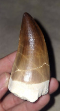 Stunning piece The largest ever mosasaur tooth prognathodon fossils dinosaur picture