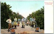 Postcard - Picking Oranges in California picture