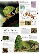 Leaf-Cutter Ant #15 Invertebrates - Discovering Wildlife Fact File Fold-Out Card picture