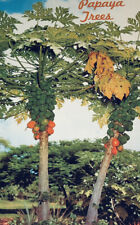 Hawaii Hi Papaya Trees Delicious Tropical Fruit Vintage Postcard 1114 picture