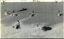 1973 Press Photo Beached pilot whales on Kiawah Island, South Carolina. picture