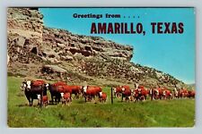 Amarillo TX-Texas, White Faced Cattle, General Greetings, Vintage Postcard picture