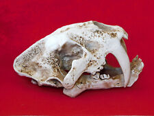 Resin Model Saber Toothed Cat Skull - Smilodon Replica 8 Inches picture