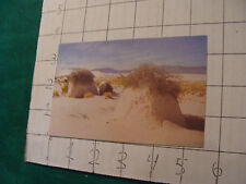 vintage unused Post Card: DESERT VEGETATION WHITE SANDS, NEW MEXICO  picture