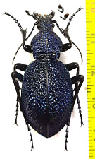 Carabidae, Carabus (Procerus) scabrosus caucasicus male 40 mm A1-, N. Caucasus picture