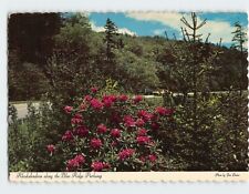 Postcard Rhododendron along the Blue Ridge Parkway picture