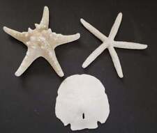 Real Natural Authentic Starfish & Sand Dollar Lot of 3 Knubby & Smooth picture