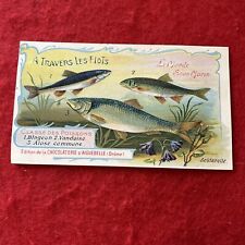 1800s Early 1900s Era CHOCOLATERIE D’AIGUEBELLE “Fish” Trade Card picture