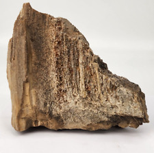 Petrified Wood with Druzy Quartz - Brilliant, Alabama - Fossil picture
