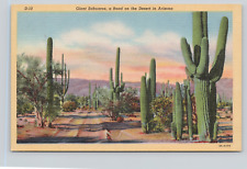 Postcard Giant Sahuaros A Road on the Desert in Arizona AZ A30 picture