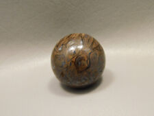 Rare Petrified Wood Paleosmunda 1.25 inch Sphere Australia 30 mm Marble #O10 picture