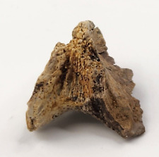 Crocodilian Skull Bone Fossil Fragment - Judith River Fm. - Hill Co., MT picture