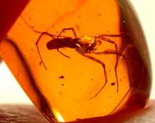 Beautiful Uloborid Spider with Long Legs in Dominican Amber Fossil Gemstone picture