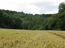 Photo 6x4 Ripening corn field points the way to Glatting Hanger Sutton/S c2009 picture