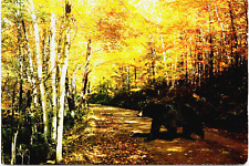 Postcard 4 x 6 Black Bear Photo by Ralph Menne  [db] picture