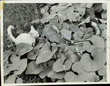 1958 Press Photo White Cat with Snake-Shaped Gourd in Oxford, Mississippi picture