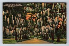 New Orleans LA-Louisiana, Famous Avenue Of Oak Trees, Vintage c1947 Postcard picture