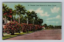 Miami FL-Florida, Oleander Lined Boulevard, Antique, Vintage Souvenir Postcard picture