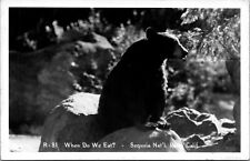 Black Bear When Do We Eat? Sequoia National Park California RPPC Real Photo picture