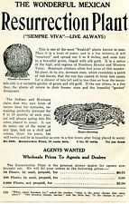 1926 small Print Ad of The Wonderful Mexican Resurrection Plant Siempre Viva picture