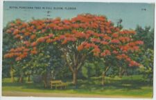 Royal Poinciana Tree in Full Bloom 1954 Vintage Postcard Nature picture