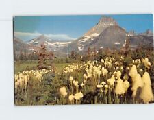 Postcard Bear Grass Mt. Wilbur Montana USA picture