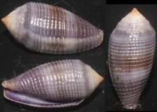 Tonyshells Seashells Conus Glans ULTRA SPECIAL 23.5mm F+++/gem, ultra special picture
