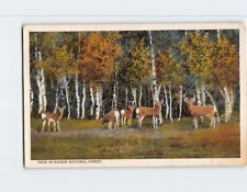 Postcard Deer in Kaibab national Forest Arizona USA picture